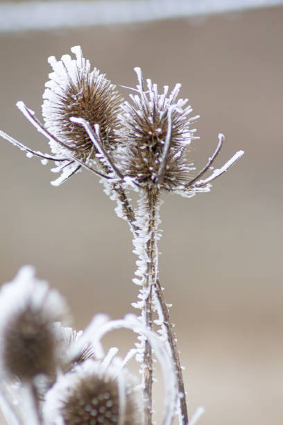 istock Card in the frost 1294441291