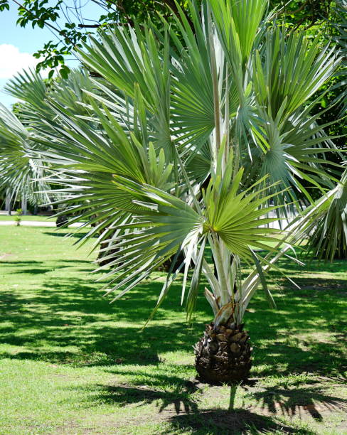 istock Young palm tree or adorned in garden 1294442419