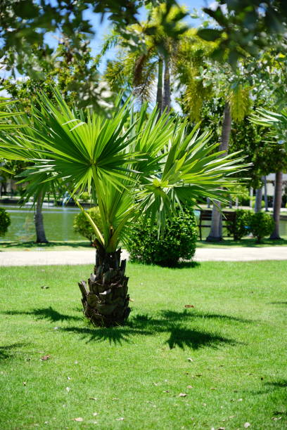 istock Young Sugar palm tree or adorned in garden 1294442475