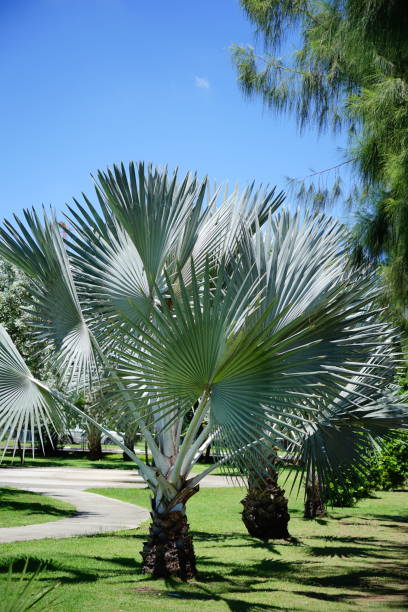 istock Young palm tree or adorned in garden 1294442484