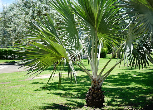 Young Sugar palm tree or adorned in green garden