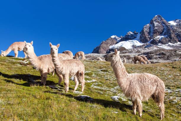 istock llama or lama, group of lamas on pastureland 1294442604