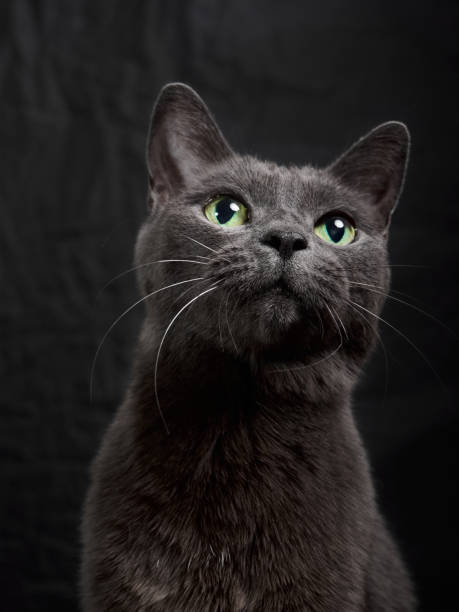 istock Dark gray cat on the black background 1294442743