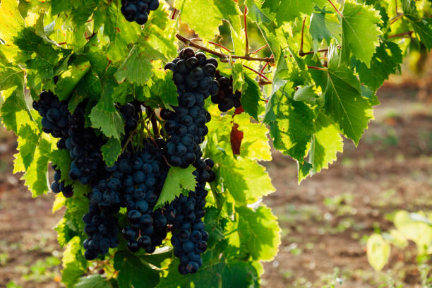 istock bunches of ripe grapes for wine before harvest 1294442857