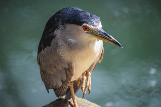 Black crowned night heron Black crowned night heron black crowned night heron nycticorax nycticorax stock pictures, royalty-free photos & images