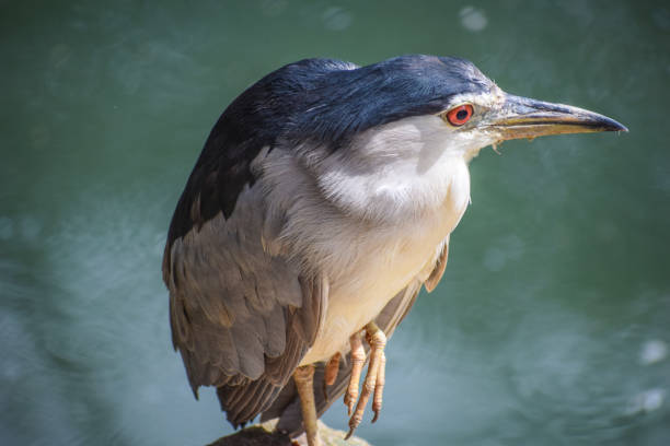 Black crowned night heron Black crowned night heron black crowned night heron nycticorax nycticorax stock pictures, royalty-free photos & images