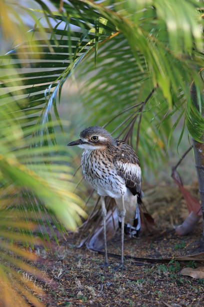 bush stone-curlew lub bush thick-knee (burhinus grallarius) australia - stone curlew zdjęcia i obrazy z banku zdjęć