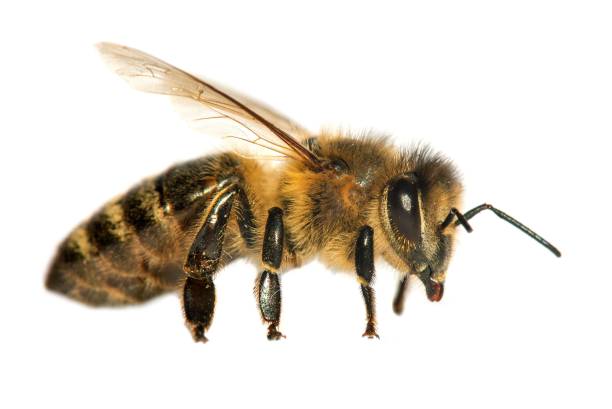 istock bee or honeybee in Latin Apis Mellifera 1294444294