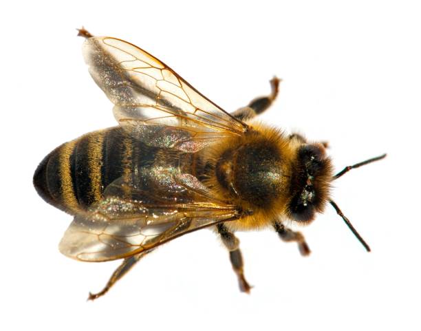 istock bee or honeybee in Latin Apis Mellifera 1294445199