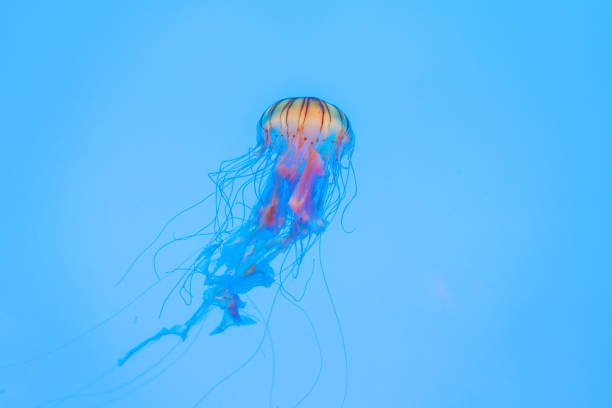 istock Energetic jellyfish are floating in the ocean 1294445391
