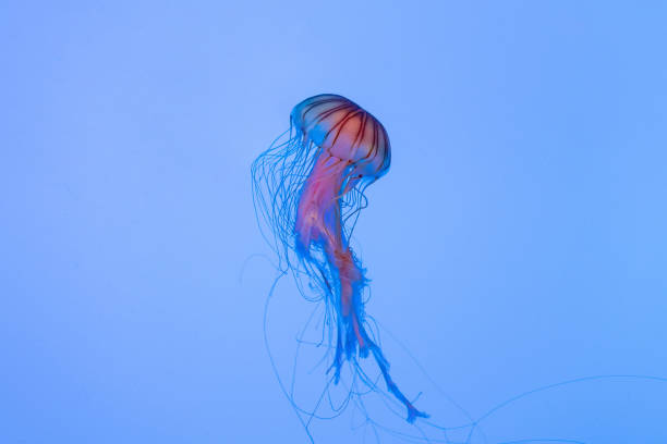 istock Energetic jellyfish are floating in the ocean 1294445403