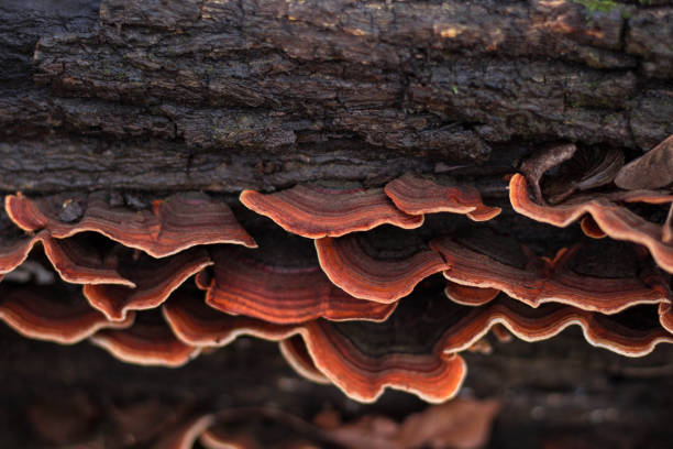 istock Close Up  Orange Turkey Tail Mushrooms 1294445634