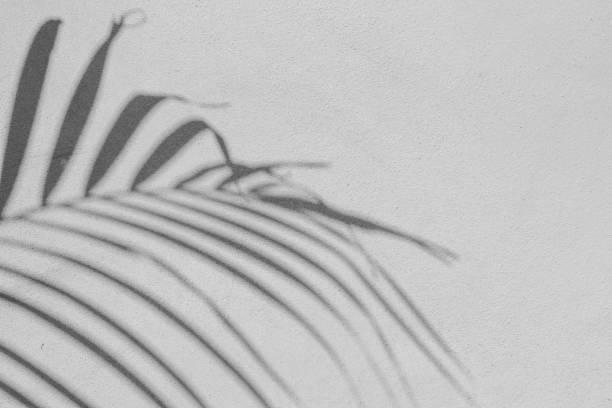 istock Black and White abstract background texture of shadows leaf on a concrete wall. 1294445697