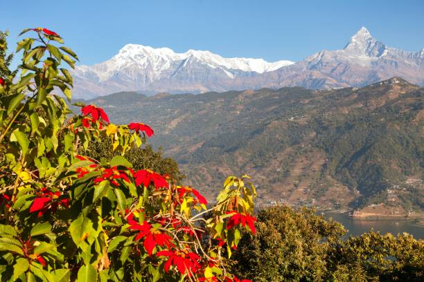 istock mount Annapurna with red flowers, Annapurna Himal 1294445756