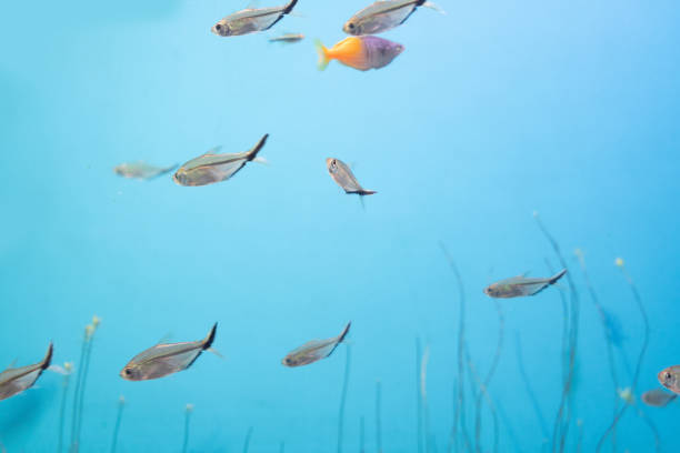 istock Fish and landscape in the aquarium 1294445851