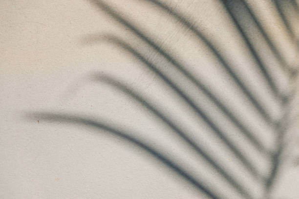 istock abstract background texture of shadows leaf on a concrete wall 1294445874