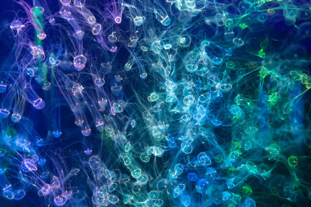 istock Glowing jellyfish float in the ocean 1294445894