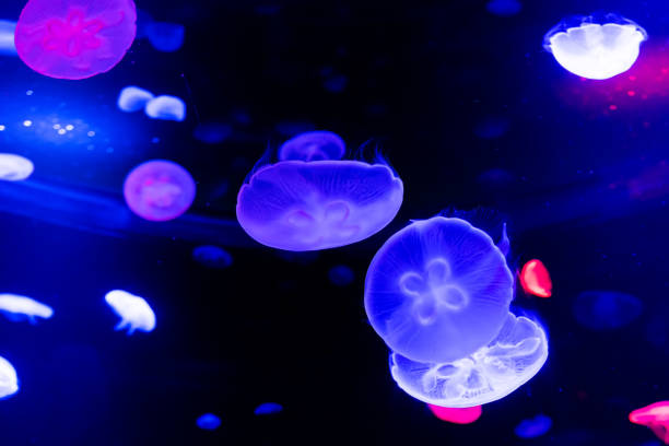 istock Glowing jellyfish float in the ocean 1294446734
