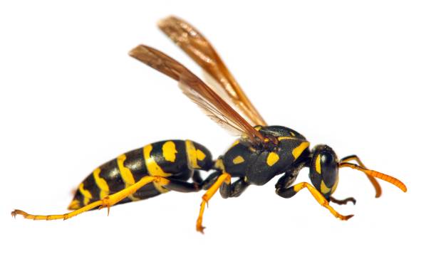 istock wasp or German yellowjacket isolated on white background 1294446765