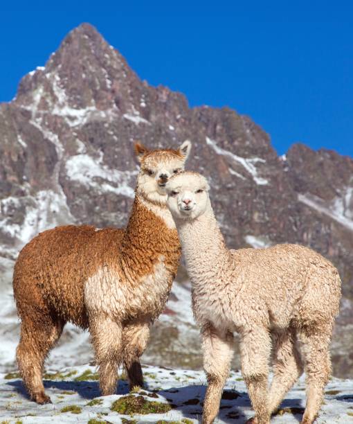 istock llama or lama, two lamas on pastureland 1294448121