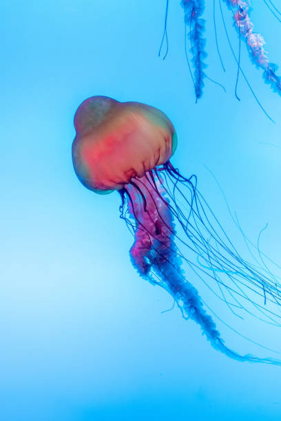 istock Energetic jellyfish are floating in the ocean 1294448760