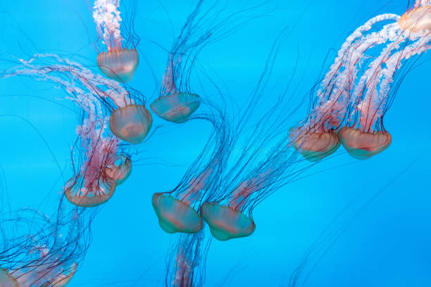 istock Energetic jellyfish are floating in the ocean 1294448774