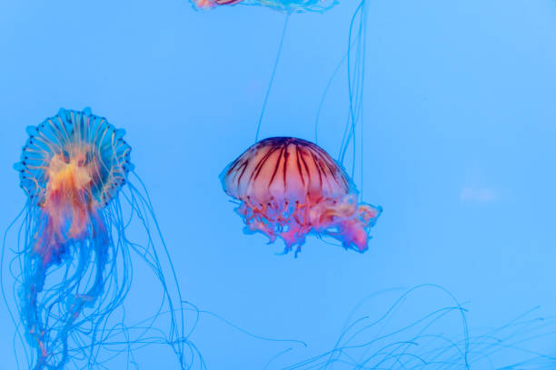 istock Energetic jellyfish are floating in the ocean 1294449539