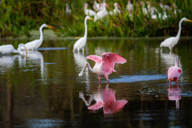 istock Roseate Spoonbills in a South Florida nature preserve 1294449993