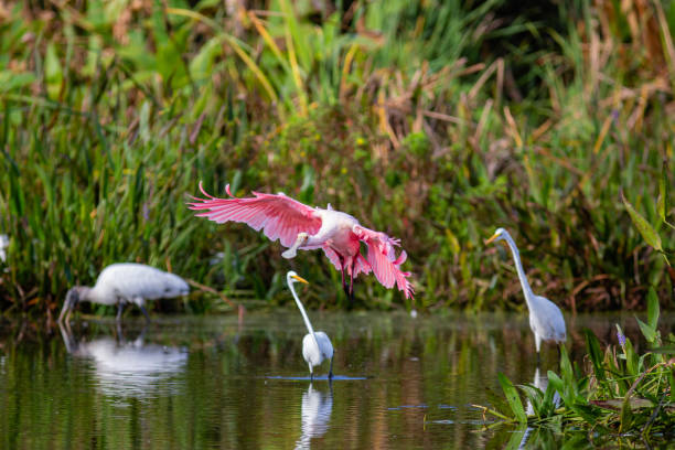 istock Roseate Spoonbills in a South Florida nature preserve 1294450008