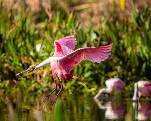 istock Roseate Spoonbills in a South Florida nature preserve 1294450086
