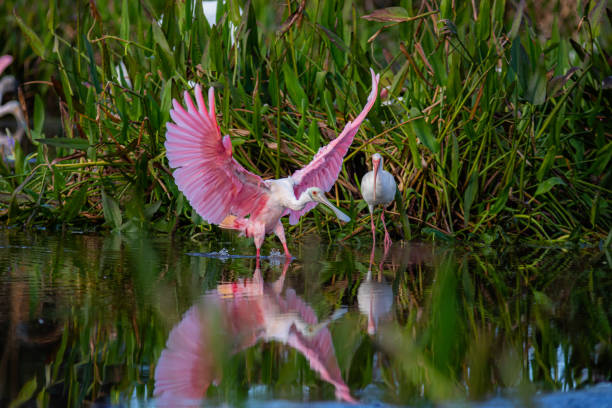 istock Roseate Spoonbills in a South Florida nature preserve 1294450114