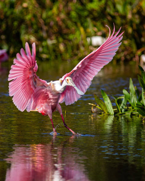 istock Roseate Spoonbills in a South Florida nature preserve 1294450185