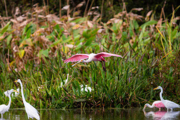 istock Roseate Spoonbills in a South Florida nature preserve 1294450236