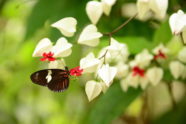 Heliconius doris Butterfly garden: single heliconius doris hanging on a blooming Bleeding Heart Vine (Clerodendrum thomsoniae) butterfly garden stock pictures, royalty-free photos & images