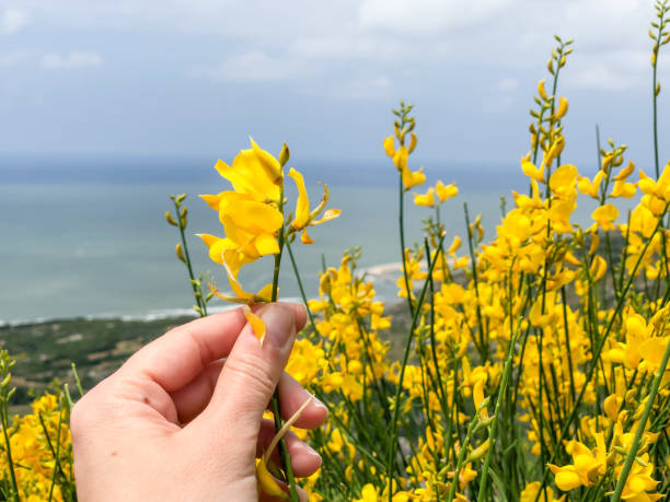 closeup of a female hand picking St Johns wort flower