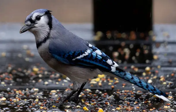 Bluejay hunts for bird seed on the desk