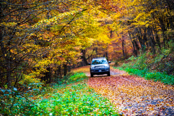 An old SUV abandoned in the autumn forest. Trees in the autumn forest on a bright sunny day. A journey through the forest. Autumn forest with tall trees and light illuminating the golden foliage.