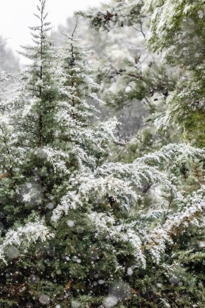istock trees under a snowfall in Aix-en-Provence 1294455071