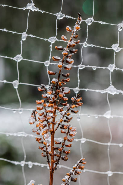 istock flowers after a snowfall, in front of a frozen net 1294455103