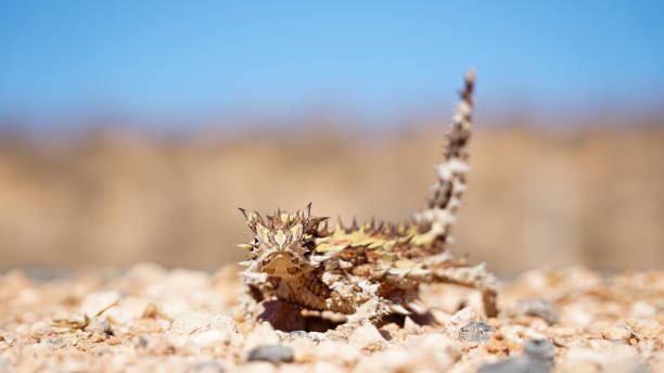 西オーストラリア州のコーラルベイ近くの道路で見つかったいばらの悪魔のトカゲ。 - thorny devil lizard ストックフォトと画像