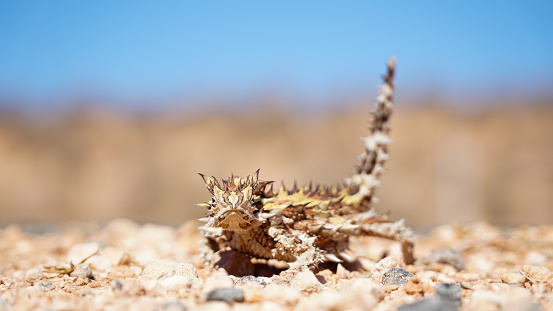 Thorny devil lizard spotted on a road near Coral Bay in Western Australia.