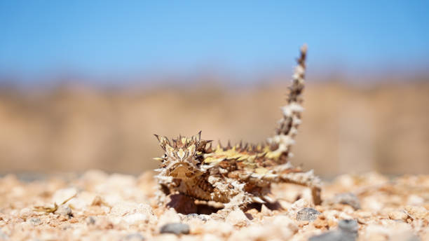 Thorny devil lizard spotted on a road near Coral Bay in Western Australia. Thorny devil lizard spotted on a road near Coral Bay in Western Australia. moloch horridus stock pictures, royalty-free photos & images