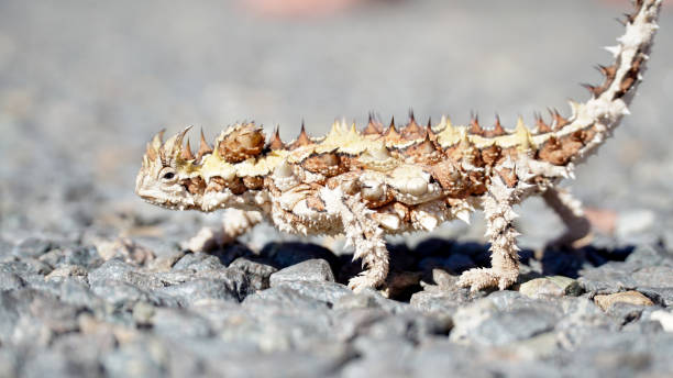 호주 서부 의 코럴 베이 근처 도로에서 발견 된 가시 악마 도마뱀. - thorny devil lizard 뉴스 사진 이미지
