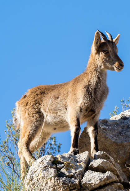 istock Pyrenean ibex in the sierra de malaga (spain) 1294455571
