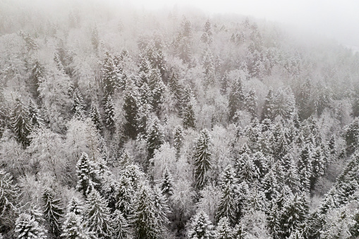 winter forest  with snow covered trees christmas mood