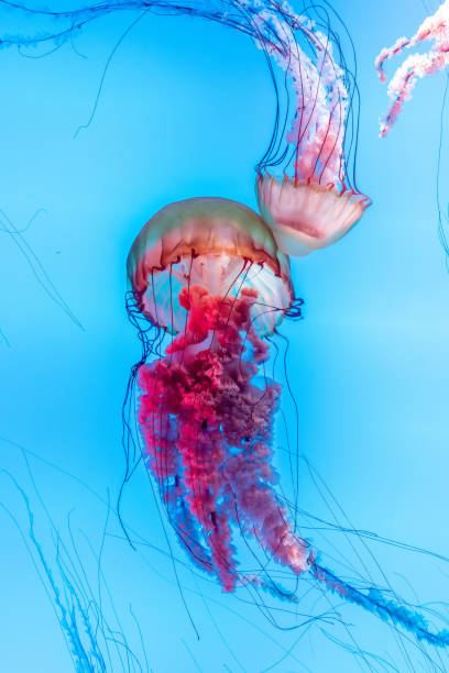 istock Energetic jellyfish are floating in the ocean 1294456662