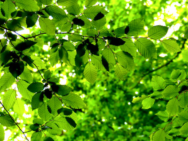 le soleil brille à travers les feuilles vertes d’un hêtre - hêtre photos et images de collection