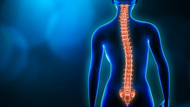 Curvature of the spine and woman body back view 3D rendering illustration with copy space. Spine disorder, scoliosis, backbone injury, human anatomy and medical concepts. Curvature of the spine and woman body back view 3D rendering illustration with copy space. Spine disorder, scoliosis, backbone injury, human anatomy and medical concepts. vertebrate stock pictures, royalty-free photos & images