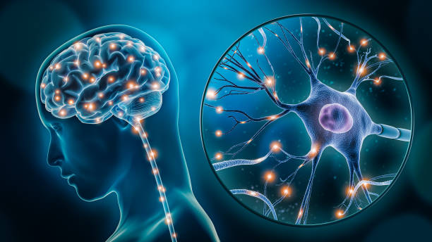 estimulación cerebral humana o actividad con la ilustración de renderizado 3d de primer plano de la neurona. neurología, cognición, red neuronal, psicología, conceptos científicos de neurociencia. - sistema nervioso humano fotografías e imágenes de stock