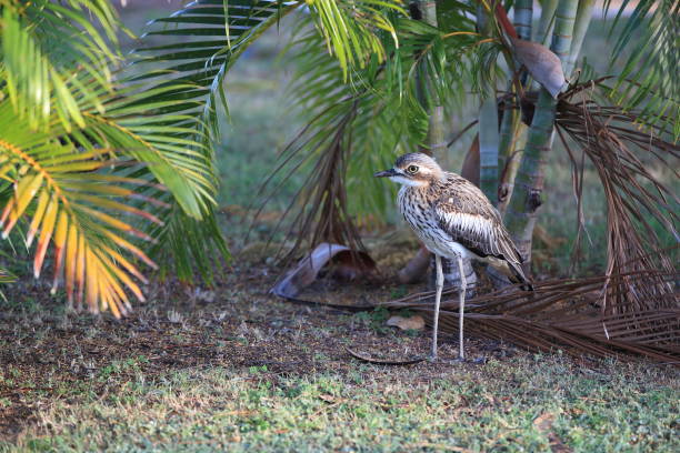 bush stone-curlew lub bush thick-knee (burhinus grallarius) australia - stone curlew zdjęcia i obrazy z banku zdjęć